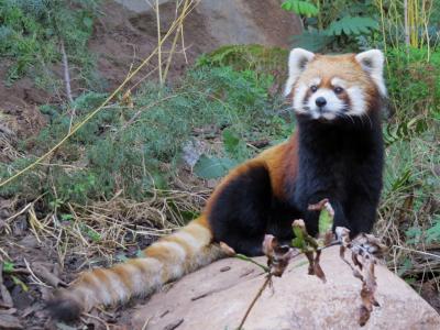 北米/南米Ｒｅｄｐａｎｄａ紀行【移動編】 日本縁のレッサーに会いに　まずはウィニペグへ　続いてトロントへ　そして、最終目的地サンティアゴ・デ・チレに