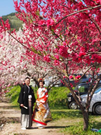 2015春　花桃で春爛漫の昼神温泉＆かんてんぱぱガーデン＆駒ヶ根高原グルメでお腹いっぱいの旅　＃ユルイの宿恵山