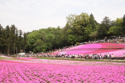秩父　羊山公園　ピンクの絨毯芝桜