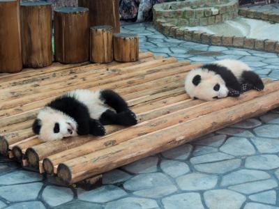 ワンコと一緒に白浜へ　２〜パンダ〜