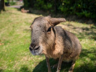 ワンコと一緒に白浜へ　２&#12316;ゆかいな仲間たち&#12316;