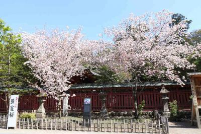 2015 鹽竈神社 （しおがまじんじゃ） 桜の頃-5 【 鹽竈桜 （しおがまざくら）＝満開 】　塩竈市　宮城県