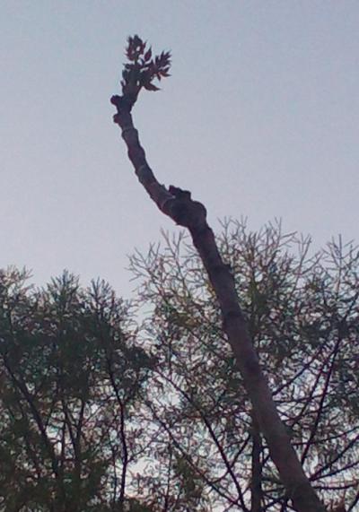 たらの芽を　週末別荘ライフ＠信州野尻湖　2015　5月　1