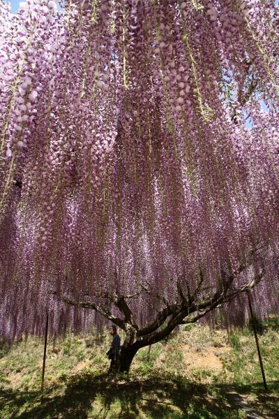 見頃を迎えようとしている百毫寺の九尺藤、真っ赤は霧島つつじが境内を埋め尽くす一の宮神社、久しぶりに見ました田んぼを埋め尽くすれんげ。兵庫県丹波市はお花がいっぱいでした。