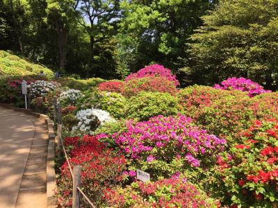 根津神社＊つつじまつり