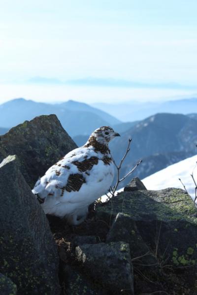 今年は雪融け早い？　この時期に北アルプス夏道を、絶景の西穂高へ。