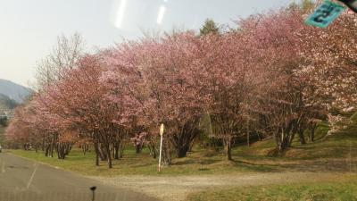 桜満開！富良野に一泊 。