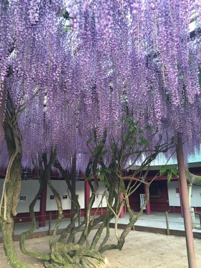 400年足利の半分ですが