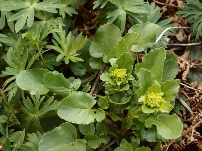 花の百名山藤原岳を守ろう　外来種ハルザキヤマガラシ駆除清掃登山