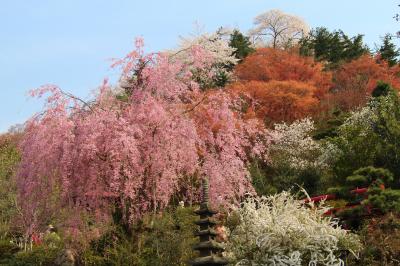 春爛漫！三春滝桜＆花見山でお花見2015年4月