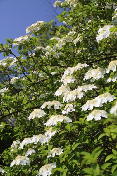 唐招提寺 鑑真和上故郷の花 「瓊花」