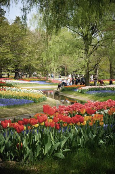 ２０１５昭和記念公園ファン倶楽部チューリップオフ会に参加♪