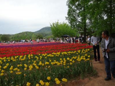 世羅高原花盛り