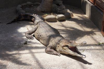 いちご狩りと熱川バナナワニ園【4歳児と東伊豆で1泊2日旅②】
