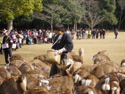 大人の遠足初参戦！奈良へ 6 ：昼の部　鹿寄せと再び東大寺