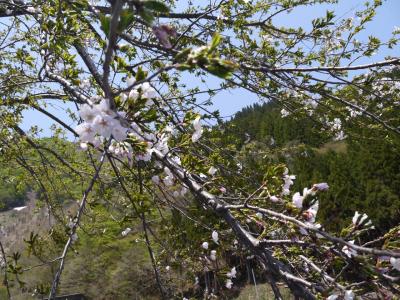 無料区間（ブナオ山観察舎～中宮料金所）通行止め解除の白山白川郷ホワイトロード