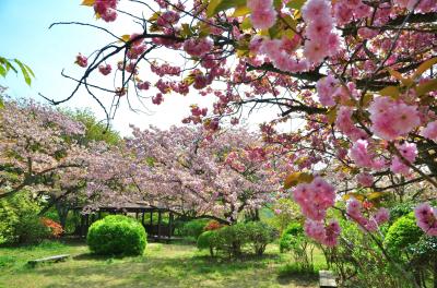 [花旅♪]春の花々を巡る２泊３日の旅（１）～八重桜に彩られた〈妙義山　森林公園さくらの里〉