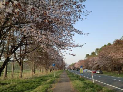 道の駅めぐり車中泊旅行！２泊３日の予定が１泊目の途中で帰宅することに！！いったい何が起こった？後編：静内二十間道路＆ぎゃぁーー！編