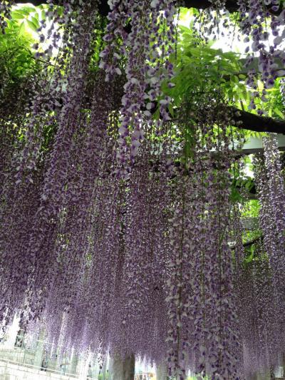 見頃を迎えた藤を観に・藤岡ふじまつり