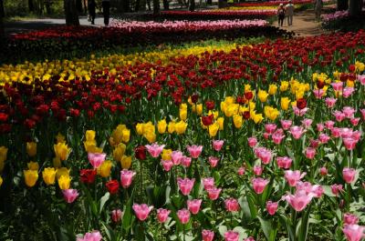 生まれて最初に覚えた花の名前は「チュウリップ」