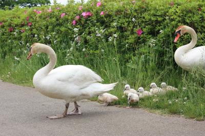 手賀沼の白鳥のヒナ生まれてました！