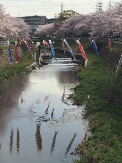 香流の桜2015