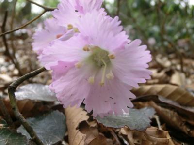 「花の山」で有名な　横山岳に行ってきました