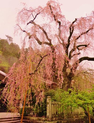 身延山2/3　久遠寺のしだれ桜　散り初めのころ　☆樹齢400年の貫録感じて