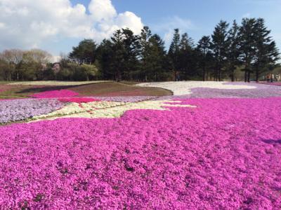 2015　GW富士山旅行(5)　芝桜まつり～本栖湖リゾート～