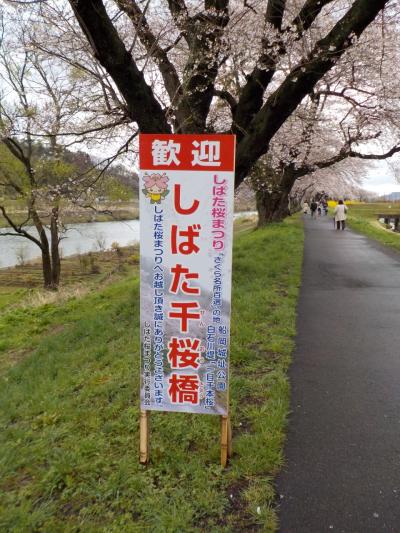 2015春　大河原　一目千本桜