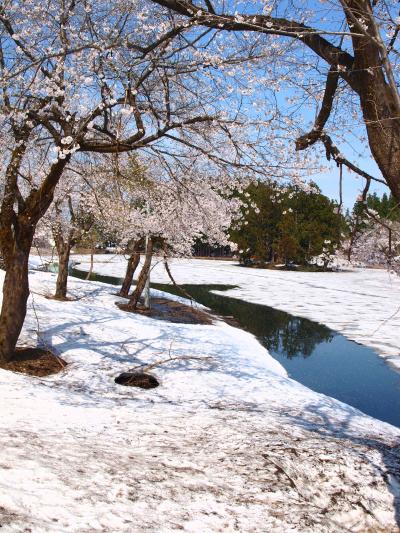 2015 「 ボケ・チューリップ ・ 雪桜 」 & 「 石油の新津温泉 と 六日町上の原温泉 」 の旅 ＜ 新潟県新潟市秋葉区・五泉市・南魚沼市 ＞