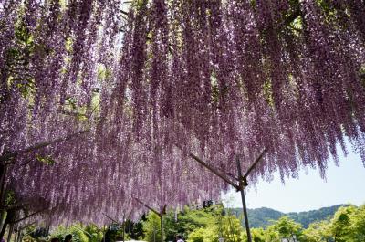 丹波まごころ花めぐり　その１　春日町野上野のレンゲ畑と桂谷寺の九尺フジ