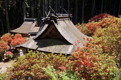 丹波まごころ花めぐり　その２　氷上町の一の宮神社の霧島つつじ