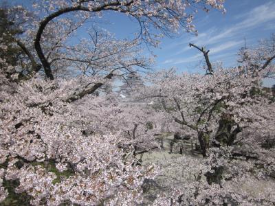 桜色に染まる鶴ヶ城は優雅に輝くような美しさでした。