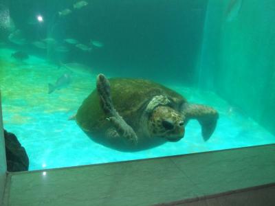 穴場の姫路市立水族館