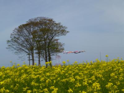 菜の花迷路