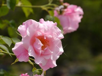 今年も薔薇の季節がやってきました。（2015年鶴舞公園　薔薇園）