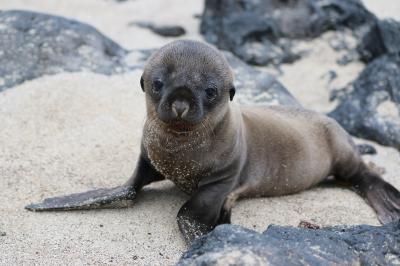  動物たち　進化の楽園　ガラパゴス諸島　11 ：　サンクリストバル島 泊 　アシカのハーレム 編