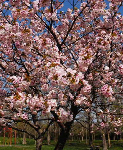 桜満開室蘭