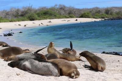  動物たち　進化の楽園　ガラパゴス諸島　12 ：　サンクリストバル島 泊  ティへレータスの丘 編