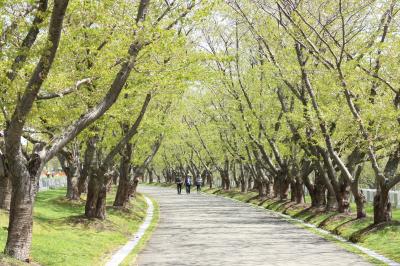 2015年5月終わっていた桜−厚田・戸田記念墓地公園−