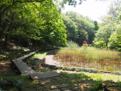 春の小山田緑地