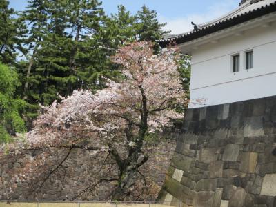 桜めぐり