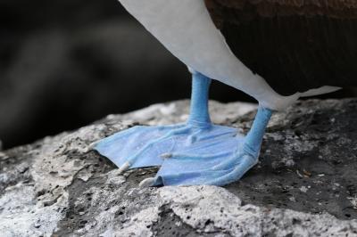 動物たち　進化の楽園　ガラパゴス諸島　13 ：　サンクリストバル島   泊     帰国 編