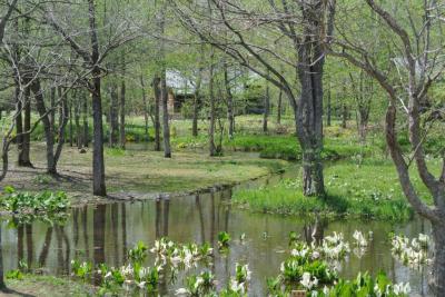六花の森の水芭蕉