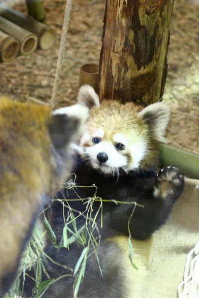 北陸新幹線に乗ってGW恒例の長野・茶臼山のレッサーパンダ詣（２）レッサーパンダ編：子パンダは元気いっぱい！&#12316;よく似た双子のポポくんとジャジャちゃんと再会