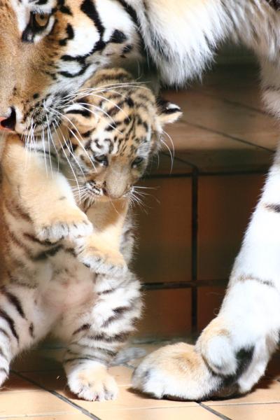 北陸新幹線に乗ってGW恒例の長野・茶臼山のレッサーパンダ詣（４）アムールトラのミライちゃんの微笑ましいお母さんぶりが見られた@&#12316;アルパカやウォンバットなどその他の動物たち