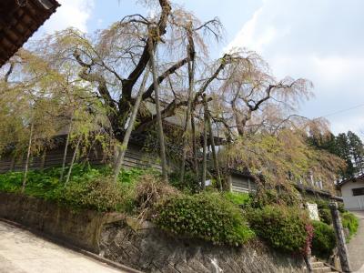 円正寺のシダレザクラ（高野町）は、２週間前が見頃だった。
