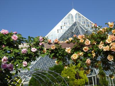 河内長野「花の文化園」に夢中・・・　５月はバラ、クレマチス、シャクヤクが色鮮やかです