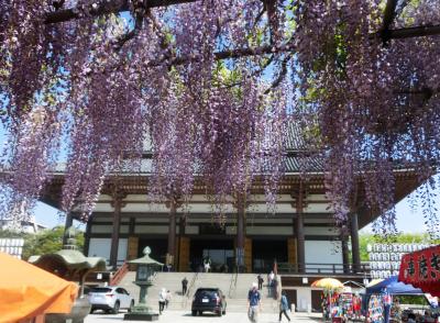 花の寺・西新井大師で105分 ～ 藤見て後は花より団子